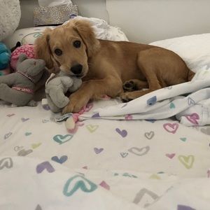 Meet your Posher, Deniz